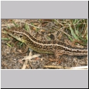 Lacerta agilis - Zauneidechse w20.jpg